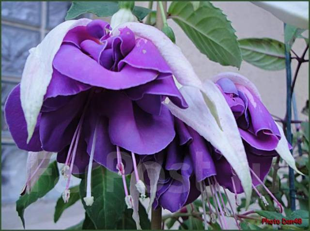 №11 Фуксия Quazar