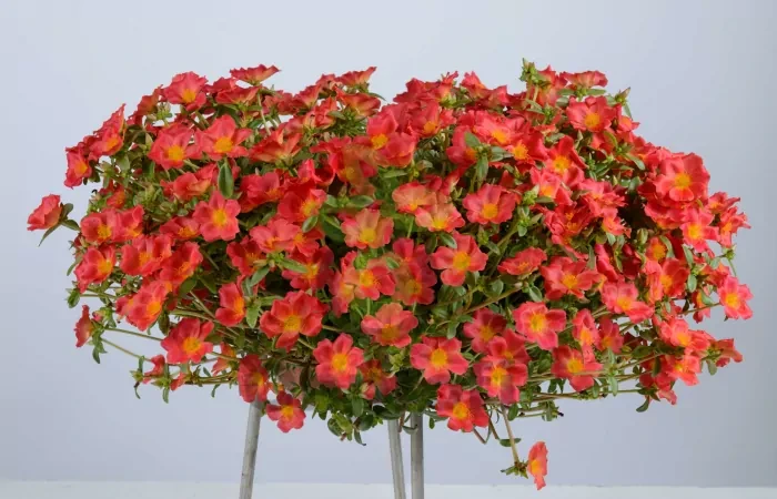 12 Happy Aurea  Red Deep