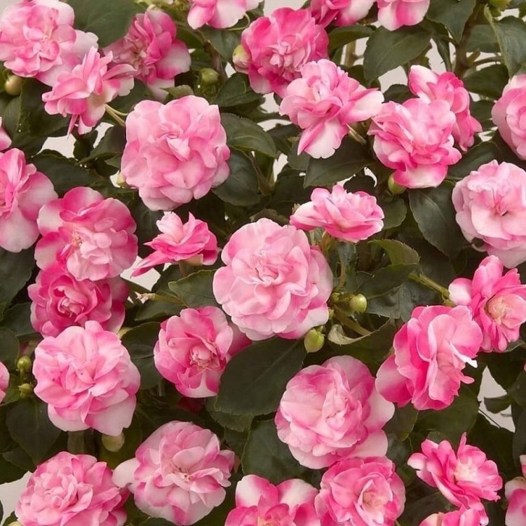 №28 Бальзамин махровый Musica Bicolor Pink