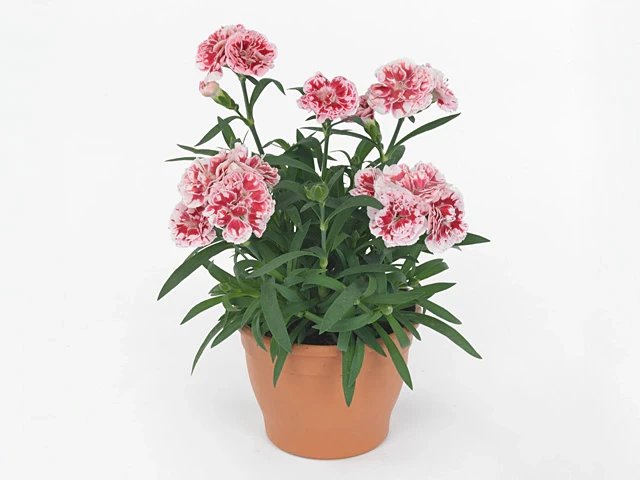 №10 Гвоздика Sunflor Megan