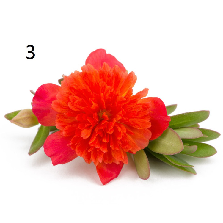 3 Портулак Duna Double Red