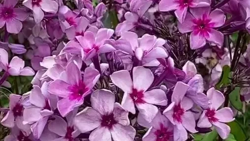 Флокс метельчатый Гаврюша