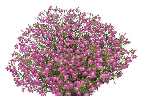 №8 Лобелия Lobelix Rose Pink