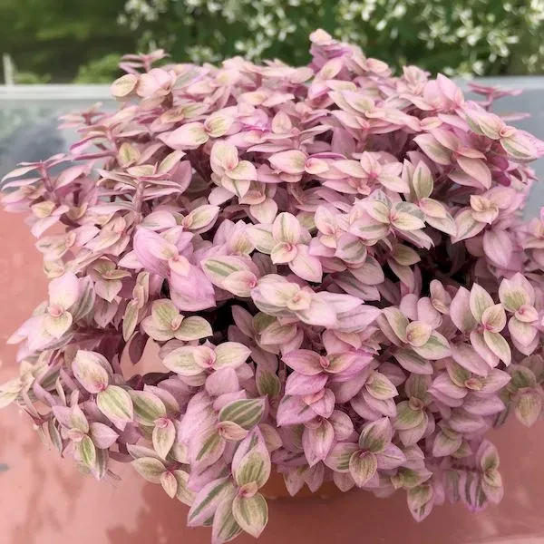 Каллизия repens Pink Panther 