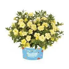№26 Калибрахоа Alocha Double Citric               