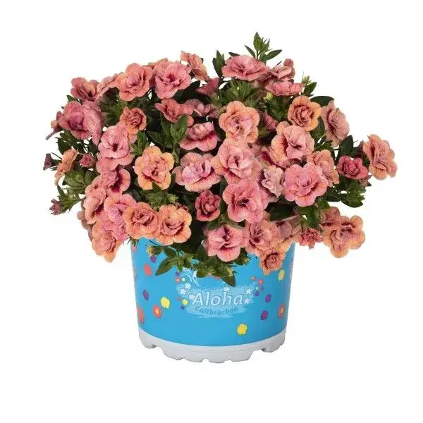 №31 Калибрахоа  Aloha Double Apricot  