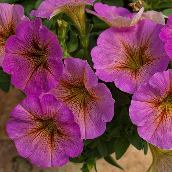 К76 Петхоа Beautical Sunray Pink