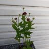 Гелениум Helenium Poncho