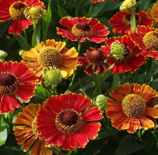 Гелениум Helenium Poncho