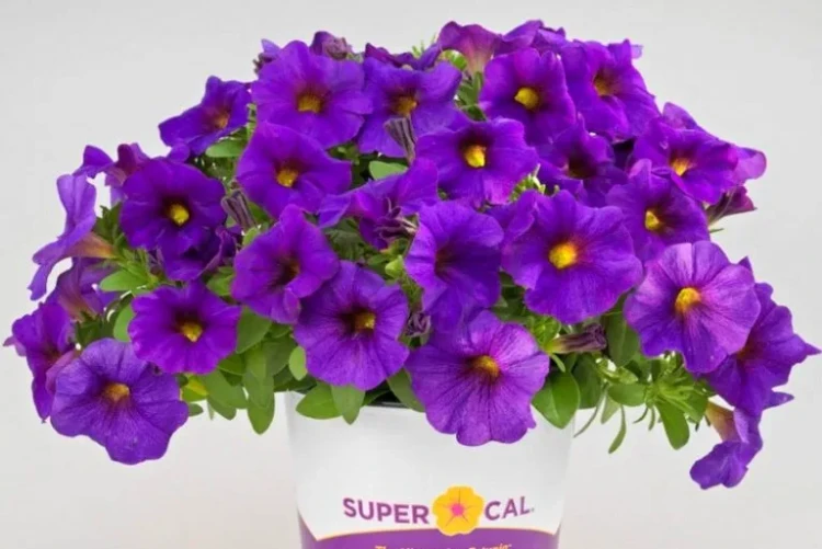 К77 Петхоа SuperCal Blue