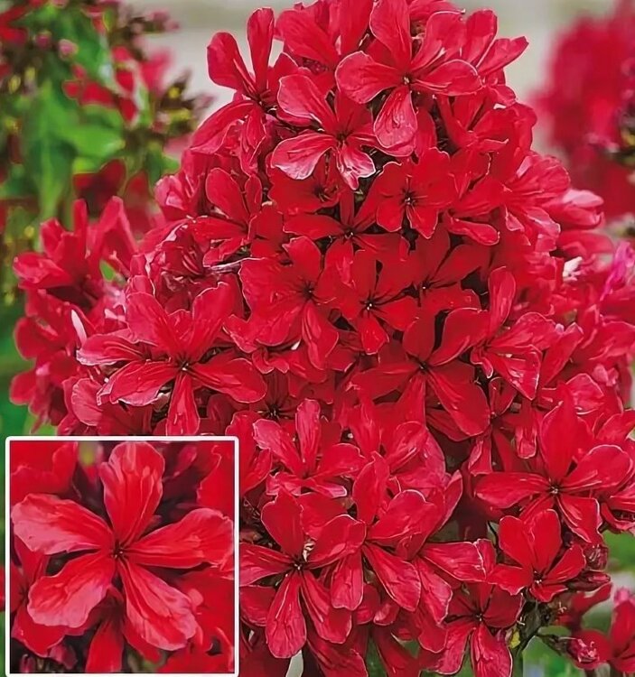 Флокс Клеопатра