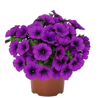 №81 Петуния Potunia Purple
