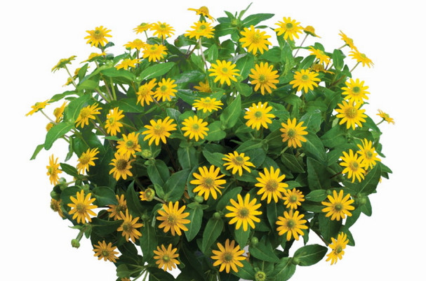 Санвиталия Talya Great Yellow